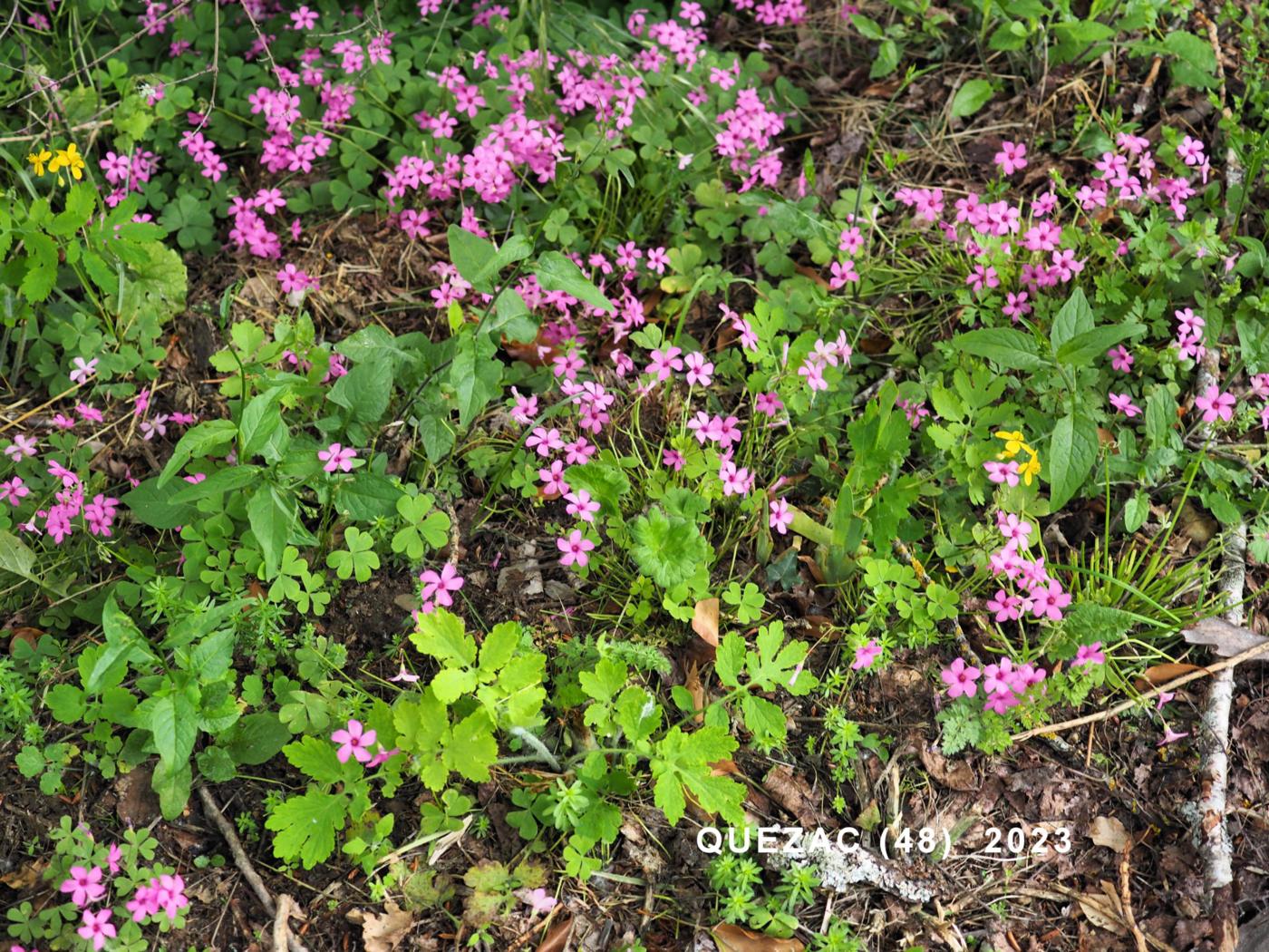 Sorrel, Pink plant